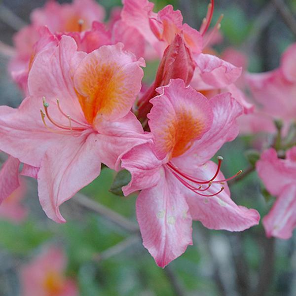 Azalea Mount St. Helens - 3c  3g / 11.36L