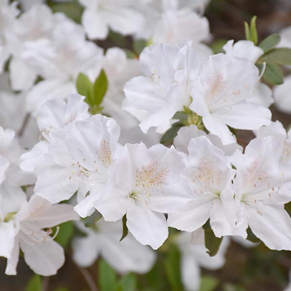 Azalea Delaware Valley White Early - 2c