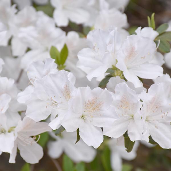 Azalea Delaware Valley White Early - 3c