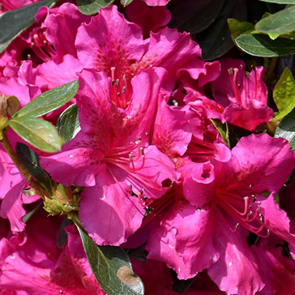 Azalea Single Purple /Early - 2c 