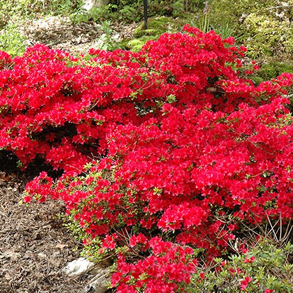 Azalea Single Red /Early - 2c 15/18"