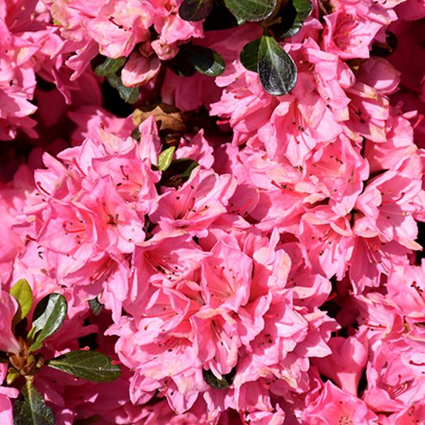 Azalea Single Traditional Pink / Mid - 1c 