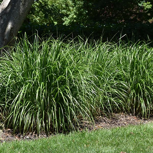 Feather Reed Grass - 2c