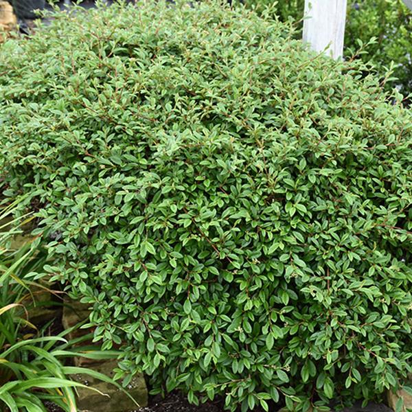 Willowleaf Scarlet Cotoneast - 2c