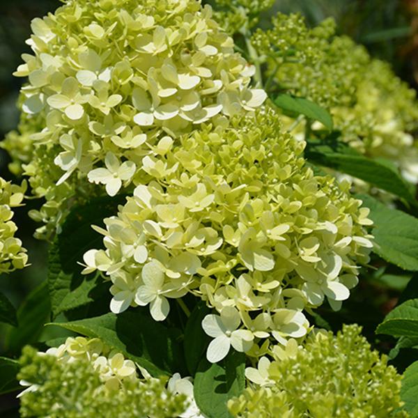 Hydrangea Paniculata Little Lime - 3c