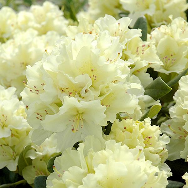 Rhododendron Lemon - 2c 12/15"