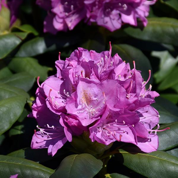 Rhododendron Lav/Pink - 2c 15/18"