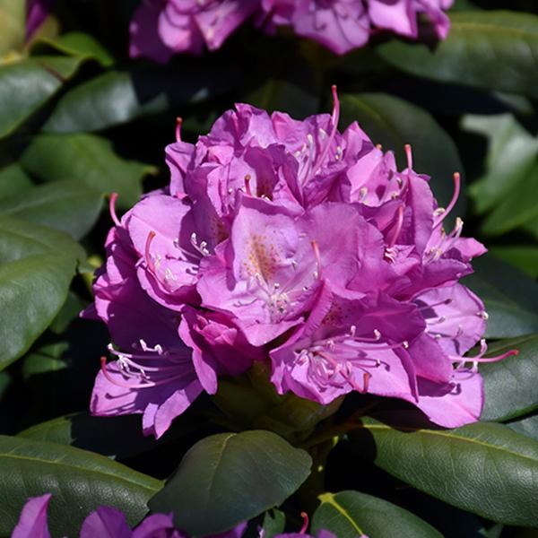 Rhododendron Lav/Pink - 3c