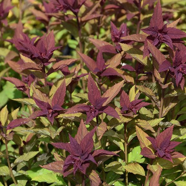 Spirea Japanese Double - 3c