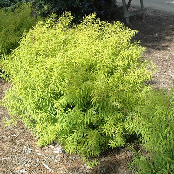 Spirea Japanese Yellow - 3c