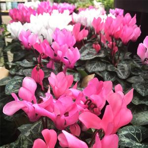 Cyclamen - 4.5 in