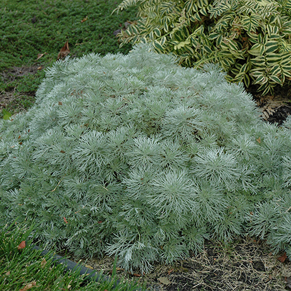 Artemisia Silver Mound - 1c