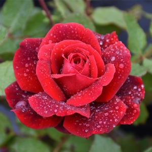 Climber Rose - Don Juan - 3c