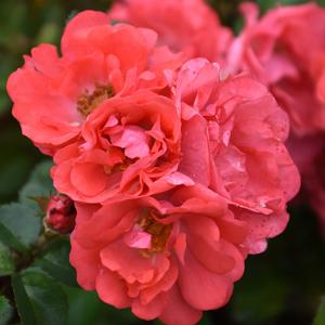 Rosa Drift Peach - 3C