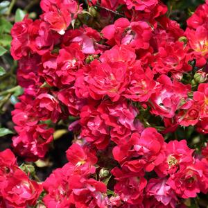 Rosa Drift Red - 1C