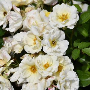 Rosa Drift White - 3C