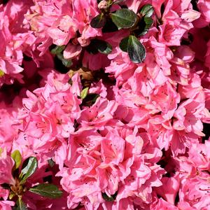 Azalea Single Pink / Mid Summer - 2c 15/18"