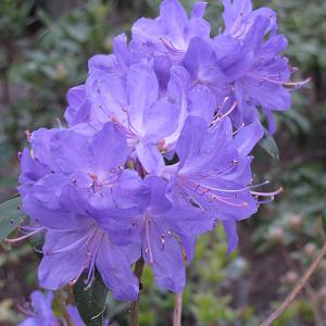 Rhododendron Blue - 2c 12/15"