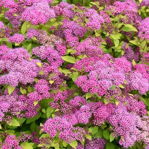 Spirea - 3c