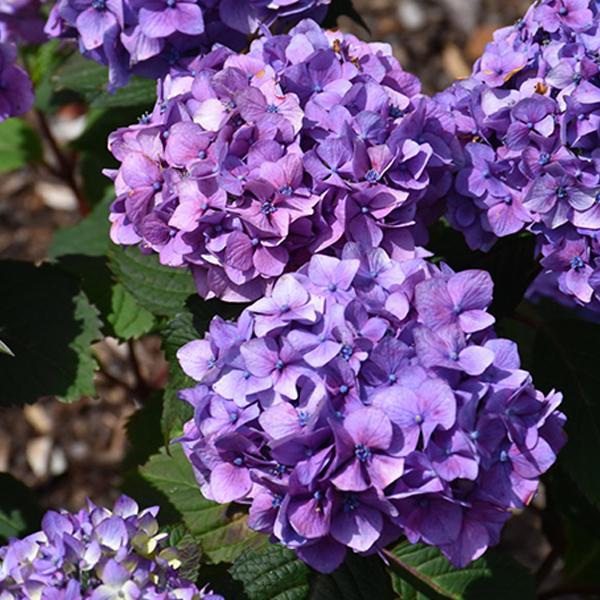 Hydrangea Macrophylla Endless Summer® Bloomstruck - 1c