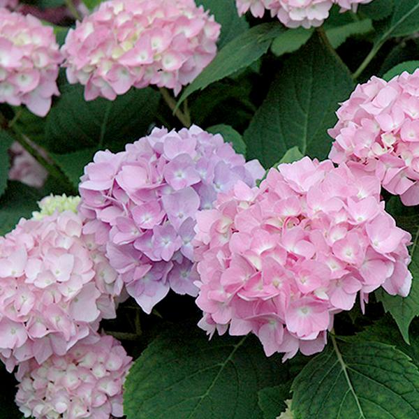 Hydrangea Macrophylla Endless Summer® Original - 3c