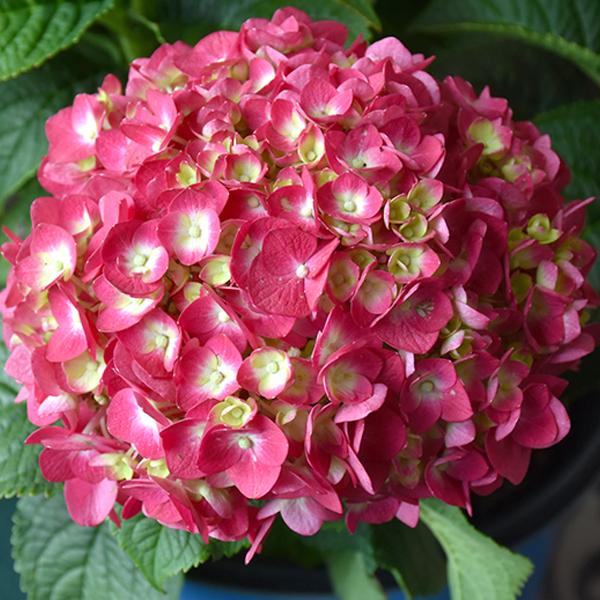 Hydrangea Macrophylla Endless Summer® Summer Crush - 2c