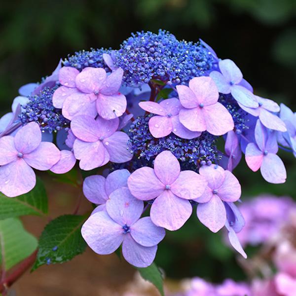 Hydrangea Macrophylla Endless Summer® Twist N Shout - 1c