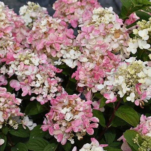 Hydrangea Paniculata Fire Light Tidbit - 3c