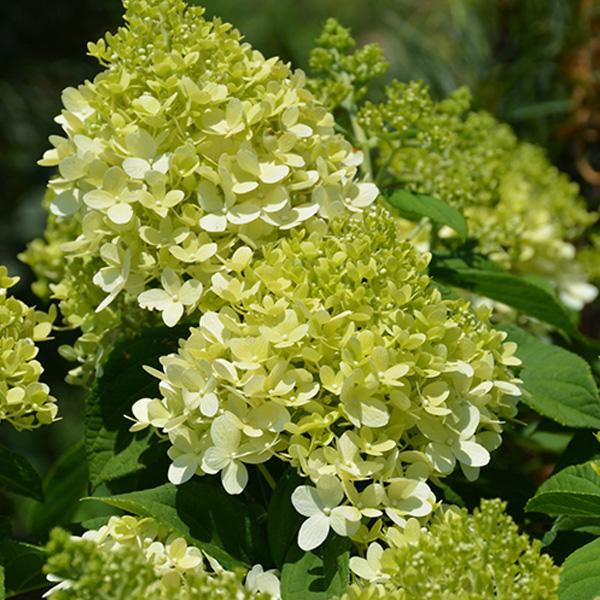 Hydrangea Paniculata Little Lime - 3c