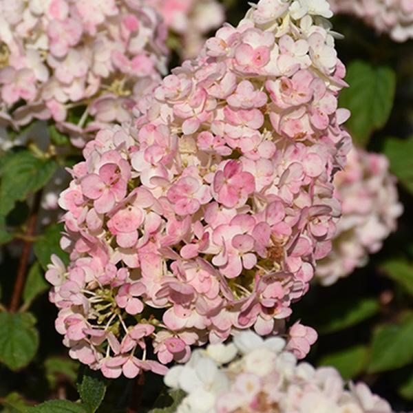 Hydrangea Paniculata Strawberry Sundae - 3c