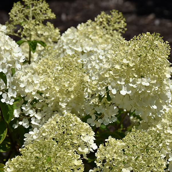 Hydrangea Paniculata Bobo - 3c