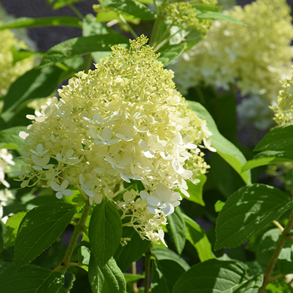 Hydrangea Paniculata Limelight Tree Form - 7c