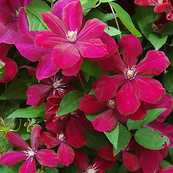 Clematis Crimson - 1c