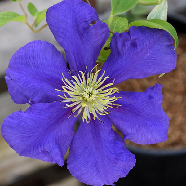 Clematis Lavender - 1c