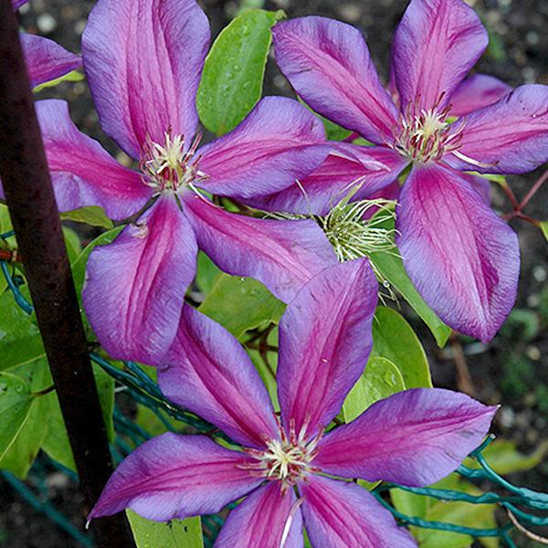 Clematis Violet/Pur - 1c