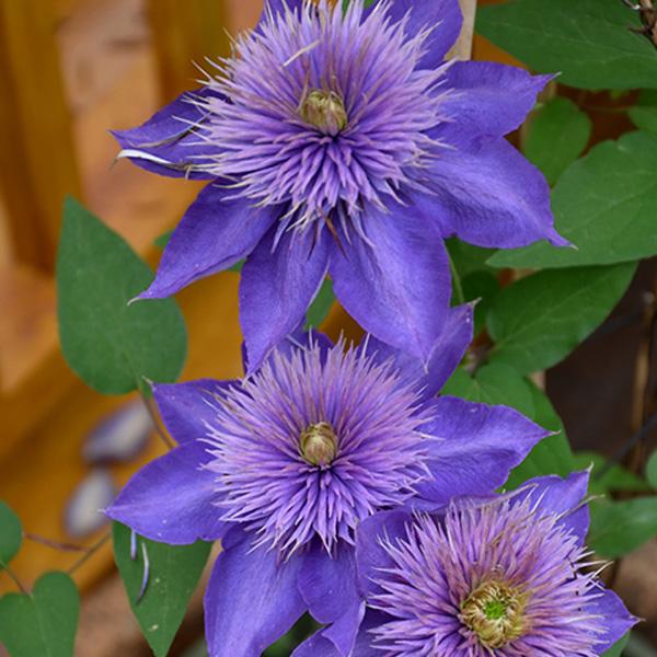 Clematis Purple-Blue - 1c