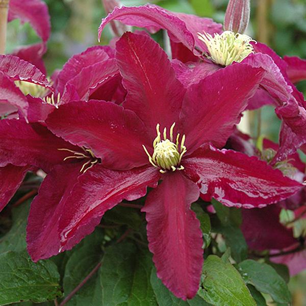 Clematis Ruby-Red - 1c