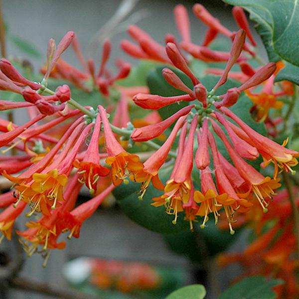 Honeysuckle Scarlet- 3c