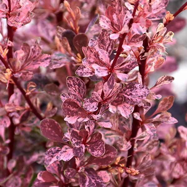 Barberry Japanese Rose Glow - 3c