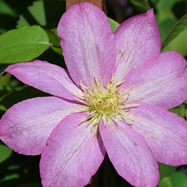 Clematis Pink/Red - 1c
