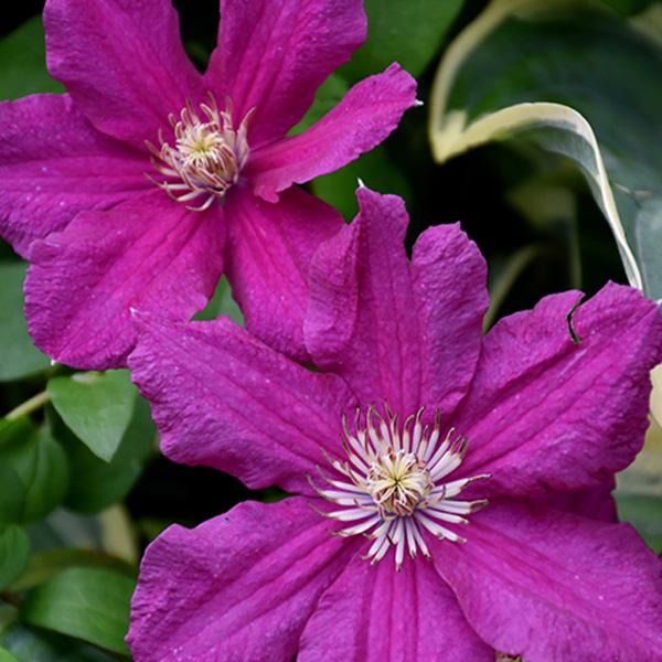 Clematis Ernest Markham- 2c