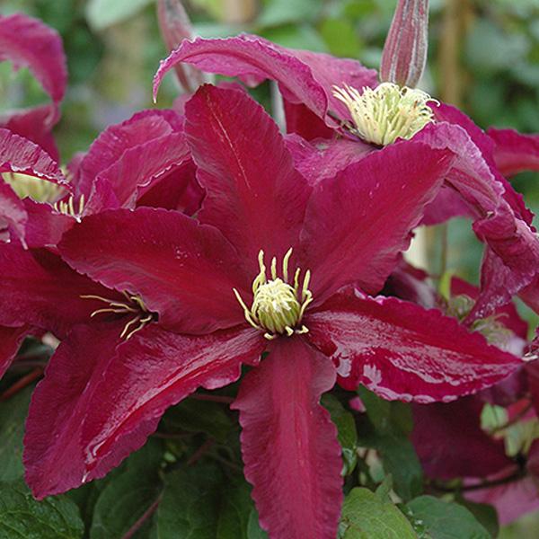 Clematis Niobe - 2c