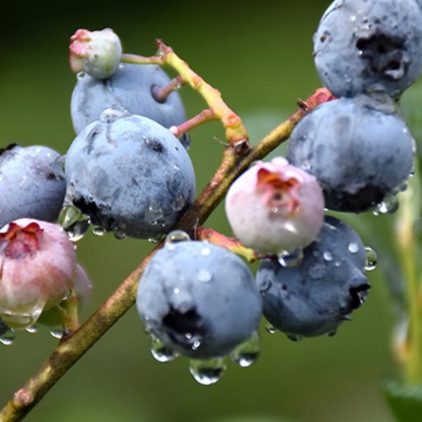 Blueberry Blue Ray Midseason - 2c