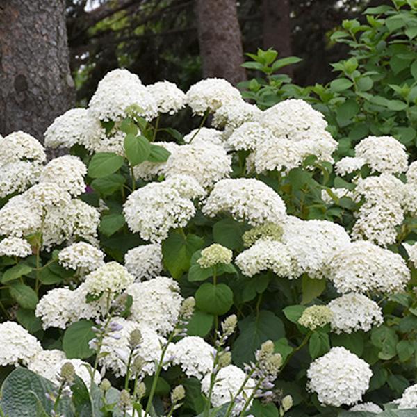 Hydrangea Arborescens Annabelle - 3c