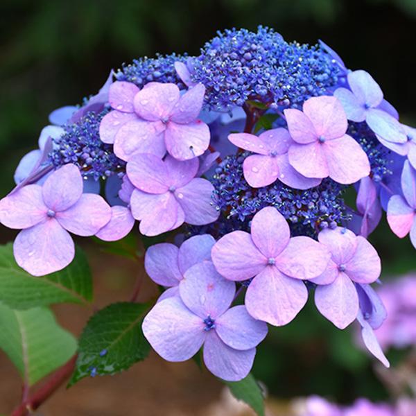 Hydrangea Macrophylla Endless Summer® Twist N Shout - 2c