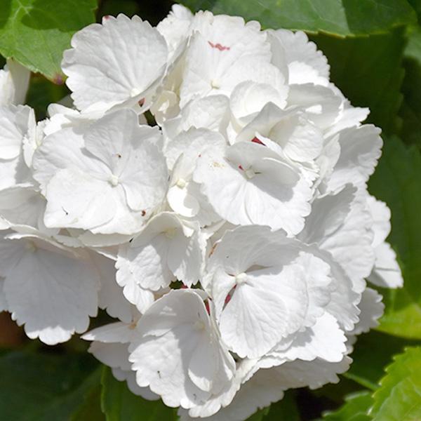 Hydrangea Macrophylla Zebra - 3c