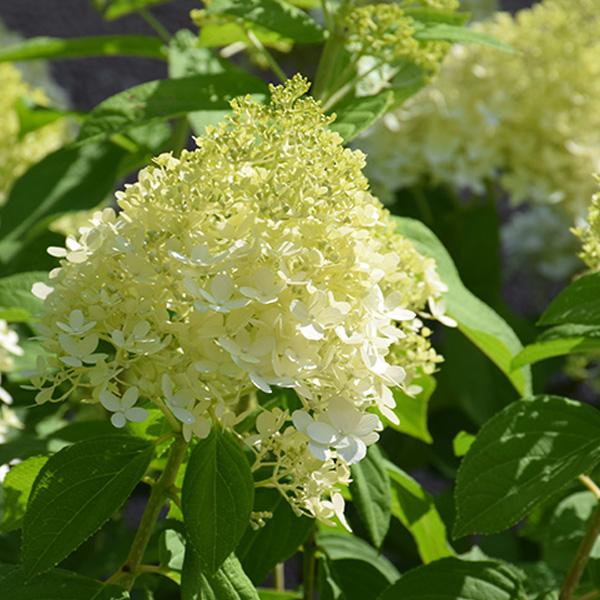 Hydrangea Paniculata Limelight Prime - 3c