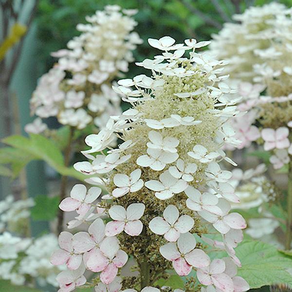 Hydrangea Quercifolia Alice - 3c