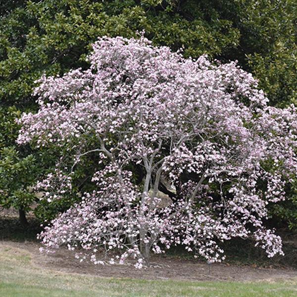 White Magnolia - 3c 36/42"