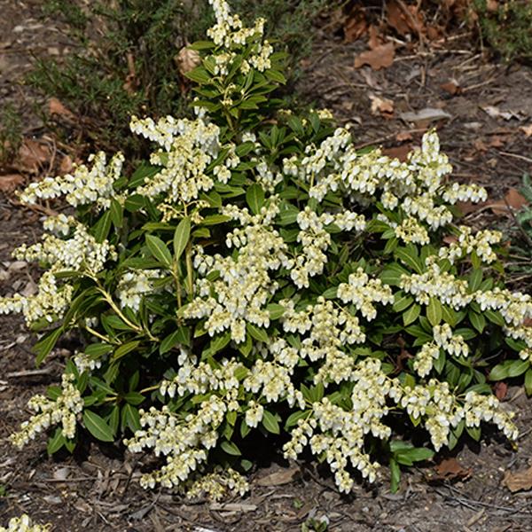 Pieris Japanese Cavatine - 3c 15/18"